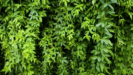 Plant-Background-of-Leafy-Green-Vines-Dangling-and-Swaying-in-Breeze