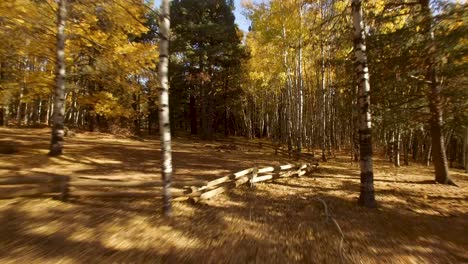 Aerial,-drone-flyes-through-an-Aspen-and-pine-forest-full-of-colorful-fall-leaves-toward-a-log-rail-fence,-Flagstaff,-Arizona