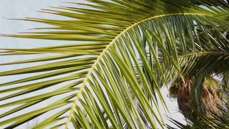 Nahaufnahme-Des-Langen-Palmblattes,-Das-Im-Wind-Mit-Goldenem-Sonnenlicht-Schwankt