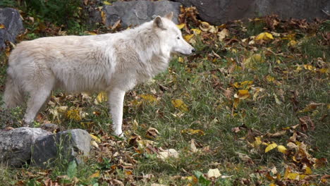 Southern-Rocky-Mountain-Gray-Wolf-sniffs-ground,-then-looks-in-front-of-her-and-backs-away-warily