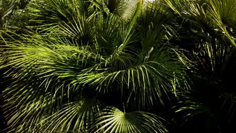 Fan-Palm-Isolated-Background-of-Fronds-with-Contrasting-Sunlight-and-Darkness