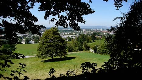 View-from-the-forest-to-a-big-tree,-the-city-of-Freiburg-in-the-background