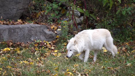 Southern-Rocky-Mountain-Gray-Wolf-walks-along-tree-line-past-a-cave-entrance,-then-pauses-to-nuzzle-something-on-the-ground