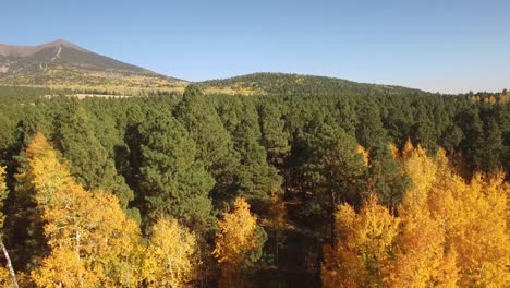 Aerial-drone-descends-into-a-grove-of-golden-and-orange-Aspen-leaves,-Flagstaff,-Arizona