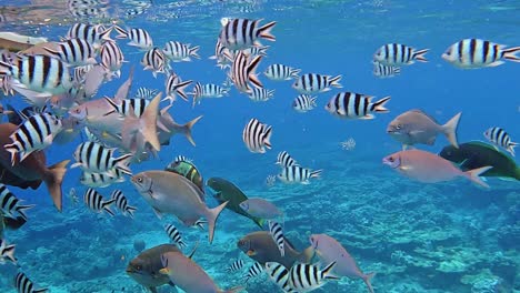 School-Of-Beautiful-Stripe-Tang-Fish-And-Other-Tang-Species-Near-The-Water-Surface---underwater-shot