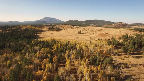 Aerial-drone-high-altitude-pass-over-golden-aspen-leaves-to-an-open-meadow,-Flagstaff,-Arizona
