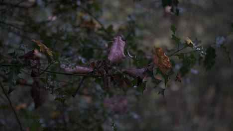 Herbstblätter-Stecken-Auf-Einer-Dunkelgrünen-Stechpalme-In-Wäldern-In-Großbritannien