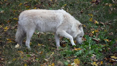 Southern-Rocky-Mountain-Gray-Wolf--sniffs-at-ground