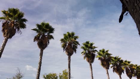 Washingtonia-Filifera-Fan-Palm-Trees-in-Row-with-Blue-Sky-and-Wispy-Clouds