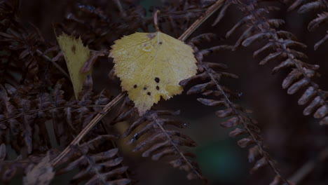Ein-Zartes-Gelbes-Birkenblatt,-Das-Auf-Herbstfarbenem-Adlerfarn-Ruht-Und-Sich-Im-Wind-In-Wäldern-In-Großbritannien-Wiegt