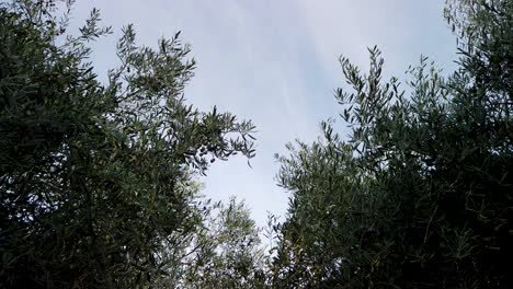 Spanish-Olive-Tree-Branches-Sway-in-Wind-with-Blue-Sky,-Low-Angle-Static-Shot