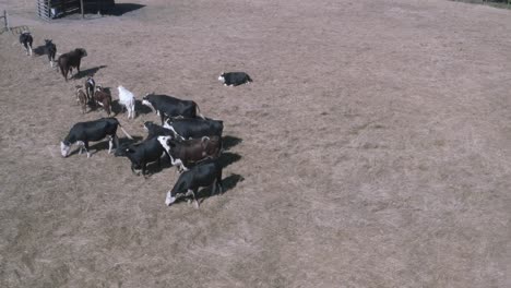 Las-Vacas-Lecheras-Mantienen-La-Lactancia-Criando-Terneros