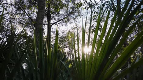 Beautiful-Sun-Flare-Shining-Through-Fan-Palm-Frond-in-Lush-Forest