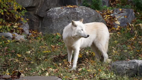 Southern-Rocky-Mountain-Gray-Wolf-stands-amid-boulders,-looking-warily-to-the-right