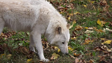 Southern-Rocky-Mountain-Gray-Wolf-walks-in-circles-sniffing-the-ground-and-leaf-litter,-then-walks-under-a-pine-tree