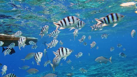 School-of-Sergeant-Major-fishes-swimming-by-an-anchored-boat--underwater
