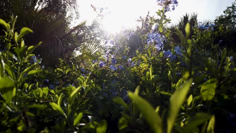 Magical-sun-flare-shining-behind-blue-flowers-on-green-bush,-Low-Angle-Slide