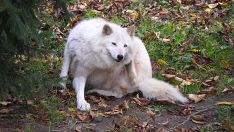A-Southern-Rocky-Mountain-Gray-Wolf-sits-on-the-ground-and-scratches-her-neck-with-her-foot