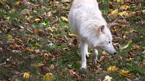 Southern-Rocky-Mountain-Gray-Wolf-walks-and-sniffs-at-ground-and-leaf-litter-side-to-side