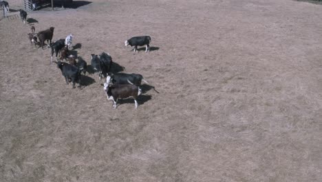 Las-Vacas-Lecheras-Mantienen-La-Lactancia-Criando-Terneros