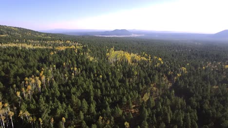 Luftflecken-Aus-Goldenen-Espenblättern-In-Großer-Höhe-Durchbrechen-Den-Kiefernwald-In-Der-Nähe-Von-Flagstaff,-Arizona