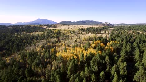 Aerial-drone-flies-toward-open-pasture-and-mountain-scenes-past-a-pine-forest-and-aspen-trees