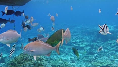 School-of-Fish-Swimming-Underwater-By-The-Reef---underwater-shot-slow-motion