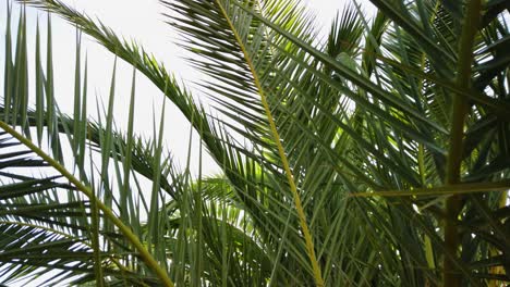 Lush-background-of-luxurious-long-palm-tree-leaves,-fronds-sway-slowly