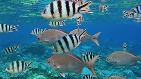 Nahaufnahme-Einer-Unterwasseraufnahme-Verschiedener-Japanischer-Fischarten,-Die-Während-Eines-Schönen-Tages-Im-Pazifischen-Ozean-Schwimmen
