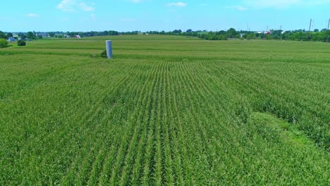 Luftaufnahme-Von-Grünen-Maisfeldern-In-Reihen-An-Einem-Sonnigen-Julitag