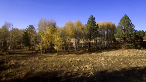 Aerial-drone-flies-toward-a-stand-of-aspen-trees-that-ring-the-edge-of-an-open-pasture