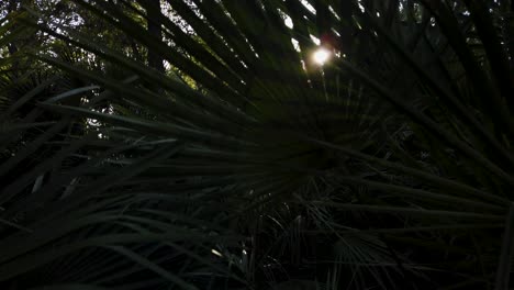 Helle-Sonneneruption,-Die-Durch-Palmenwedel-Tief-Im-Dschungel-Scheint