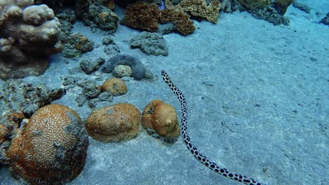 Beautiful-spotted-eel-swimming-through-the-corals--underwater