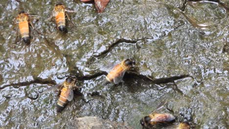 Honigbiene-Sammelt-Honig-Auf-Dem-Wasser..