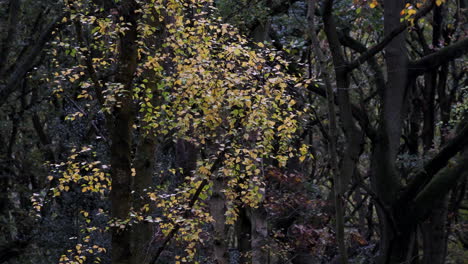 Die-Letzten-Blätter-Klammern-Sich-An-Einen-Baum-In-Einem-Dunklen-Wald-Im-Spätherbst,-Worcestershire,-Großbritannien