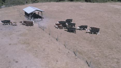 aerial-flow-over-panramic-side-view-of-dairy-cows-calves-and-albino-white-cow-group-together-and-head-in-to-the-barn-on-a-hot-summer-day-from-the-grazing-pen-in-uniform-respectful-order-in-unification