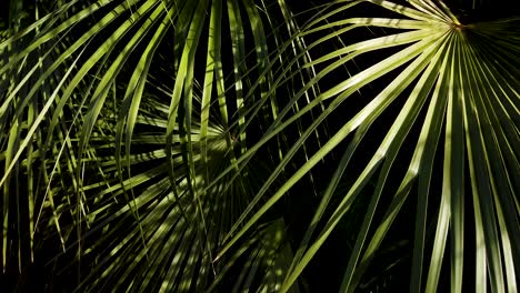 Sonnenlicht-Taucht-Palmblätter-In-Dunkelheit-Und-Erzeugt-Tiefe-Im-Hintergrund