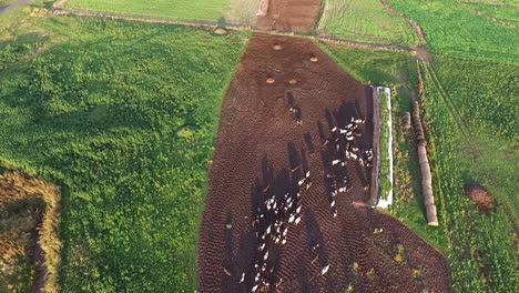 Birdseye-Aerial-View-of-Domestic-Animals-in-a-Farming-Land-at-Countryside-of-Argentina,-Drone-Shot