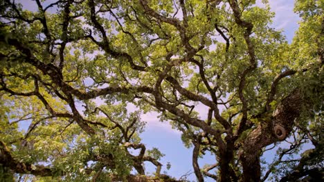 Die-üppige-Krone-Des-Baumes,-Die-Aus-Sehr-Langen-Gebogenen-Zweigen-Besteht,-Verworrene-Zweige,-Ungewöhnlicher-Baum,-Bäume-Von-Portugal