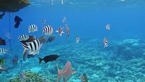 Erstaunliche-Blaue-Meeresoberfläche-Und-Korallenrifflebensraum---Unterwasseraufnahme
