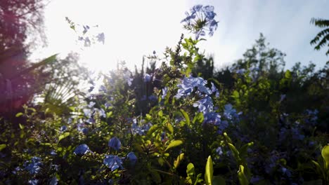 Blooming-blue-flowers-on-bush-sway-in-breeze-with-radiant-sun-flare