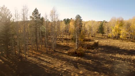 Aerial-drone-passes-by-the-long-shadows-of-pine-trees-and-barren-fall-broadleaf-trees,-Flagstaff,-Arizona