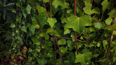 Grüne-Efeureben-Wiegen-Sich-Im-Wind,-Detailaufnahme-Des-Pflanzenhintergrunds