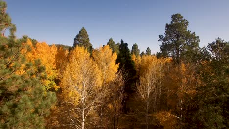 Aerial-drone-slowly-rises-over-the-golden-fall-aspen-leaves,-Flagstaff,-Arizona