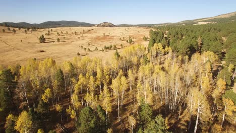 Aerial,-drone,-high-angle-over-an-open-meadow-to-reveal-a-forest-dotted-with-golden-Aspen-foliage,-Flagstaff,-Arizona