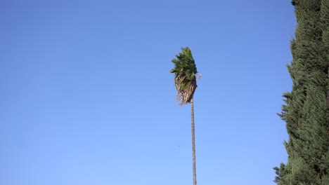palm-tree-blowing-in-strong-windy-conditions