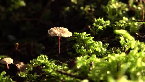 Beautiful-autumn-mushroom-with-a-small-hat-on-the-green-forest-moss