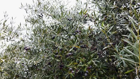 Olive-Tree-Branches-Laden-with-Ripe-Black-Olives-Sway-in-Wind,-Static