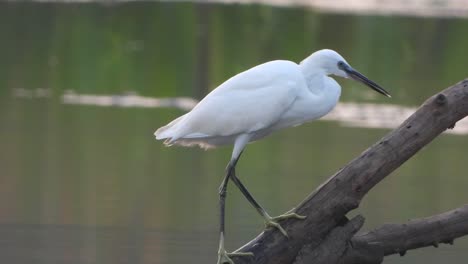 Egret-drinking-water-on-pond-.