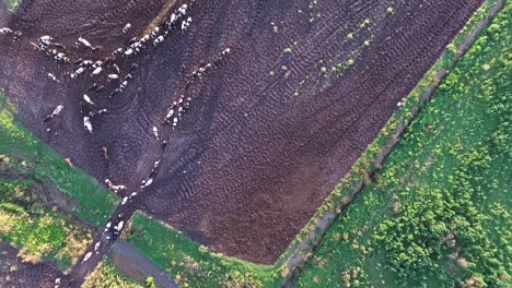 Luftaufnahme-Von-Oben-Nach-Unten-Von-Vieh-Auf-Dem-Landwirtschaftlichen-Feld-In-Der-Landschaft-Von-Argentinien
